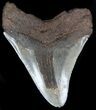 Serrated Megalodon Tooth - Whopper #36622-2